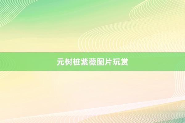 元树桩紫薇图片玩赏