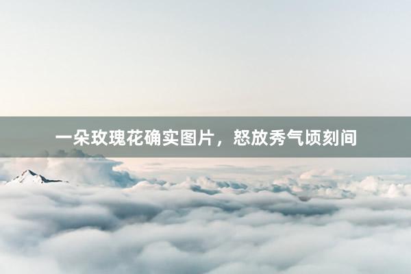 一朵玫瑰花确实图片，怒放秀气顷刻间